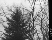 Conifer and Leafless Deciduous Tree