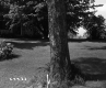 Tree in Yard