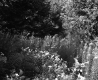 Tall Grass