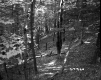 Trees on Hill