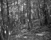 Hill in Forest