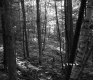 Hill in Forest