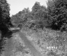 Forest Road