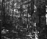 Forest Trees