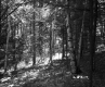 Forest Trees
