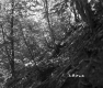 Forest Floor