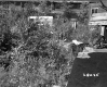 Houses and Trees