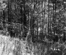 Forest Stand in Berlin