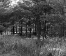 Coniferous Forest Stand in Berlin