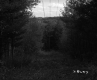 Clearing in Berlin Forest with Utility Lines