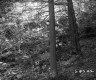 Forest Stand in Berlin