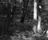 Forest Stand in Berlin