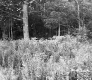 Tall Grasses and Forest Stand in Berlin