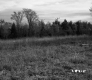 Grassland Plants with Utility Lines
