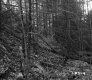 Forested Gully in Berlin