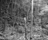 Forested Gully in Berlin