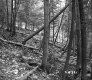 Tree Fellings on Slope