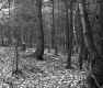 Forested Area in Berlin