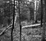 Forest Stand in Berlin