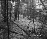Slight Hill Forest Stand
