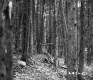 Coniferous Forest Stand in Berlin