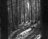 Coniferous Forest Stand in Berlin