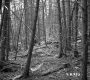 Slightly Inclined Coniferous Forest