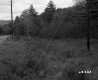 Grassland Plants with Road