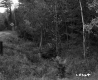 Forest Stand with "Hill" Sign