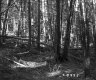 Coniferous Forest Stand