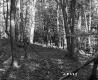 Forested Area with Small Clearing