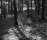 Forested Landscape in Berlin