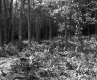 Deciduous Trees with Grassy Plants