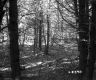 Deciduous and Coniferous Trees