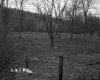 Fenced Meadow with Deciduous Trees
