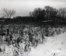 Snowy Field with Trees Obscuring Dwellings
