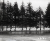 Street in Bennington with Coniferous Trees 