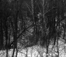 Snowy Forest in Barre