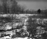 Shrubs, Leafless Deciduous Trees, and Pastures in Bennington