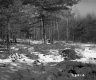 Snowy Landscape in Bennington with Mixed Forest