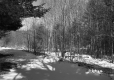 Snowy Landscape with Stand of Mixed Forest