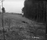 Hilly Terrain between Paved Road and Forest Stands