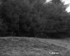 Small Clearing with Mixed Forest in Wallingford