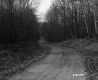 Unpaved Road in Wallingford with Forest