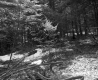 Forest Area