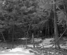 Snow in Forest