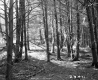 Branches in Forest