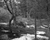 Snow in Forest