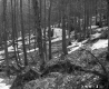 Snow in Forest
