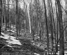 Trees on Slope